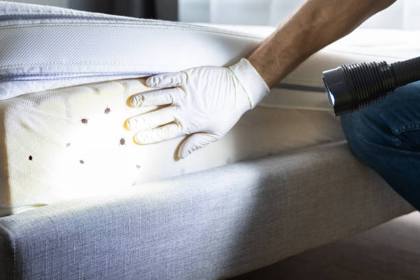 Best Flea Control Services  in Littleton Common, MA