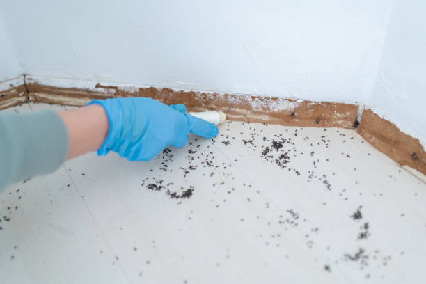 Best Mosquito Control Services  in Littleton Common, MA